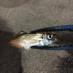 たくさんの釣り人ですねー