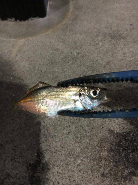 たくさんの釣り人ですねー