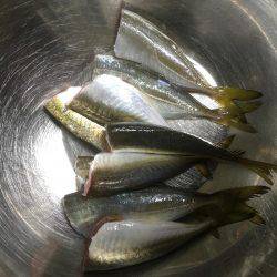 アジング〜ショアジギ