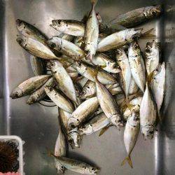 タチウオ諦めてアジング