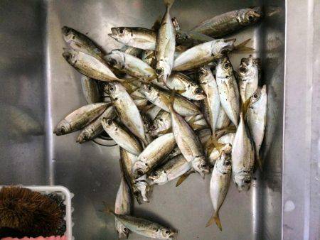 タチウオ諦めてアジング