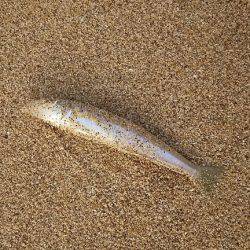 アオリイカとシロギス