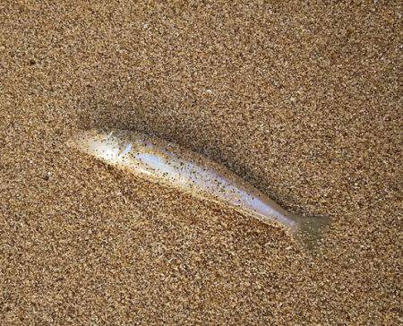 アオリイカとシロギス