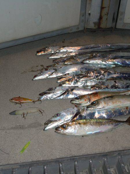 釣れた釣れたよ～