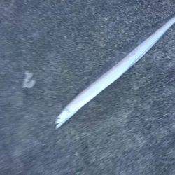 10月の連休に海に出て連日、海のギャングを求めて旅に出てみた。