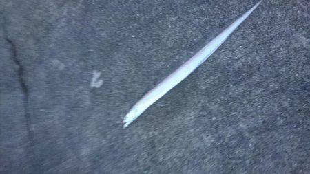 10月の連休に海に出て連日、海のギャングを求めて旅に出てみた。