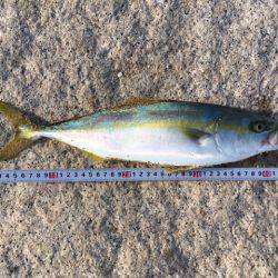 ショアジギング