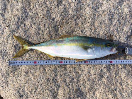 ショアジギング