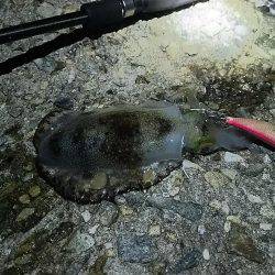 ナイターエギング