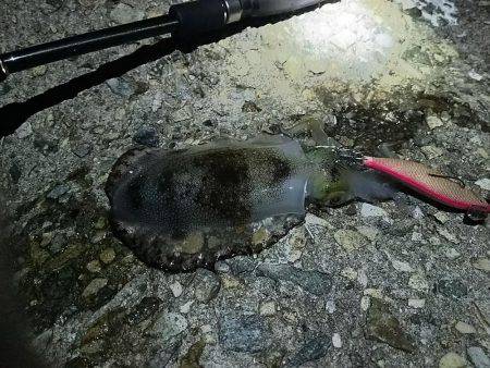 ナイターエギング