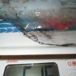 エギング桃源郷