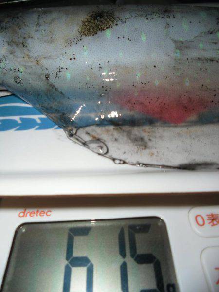 エギング桃源郷