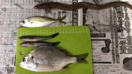 河口でちょい投げ