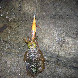 舞鶴東部アオリイカ7杯！