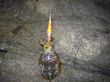 舞鶴東部アオリイカ7杯！