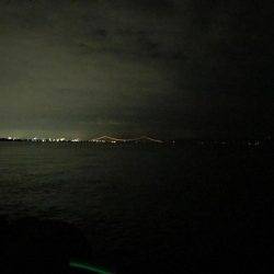 初ワインドタチウオ