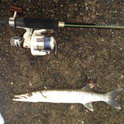 出勤前のカマス!