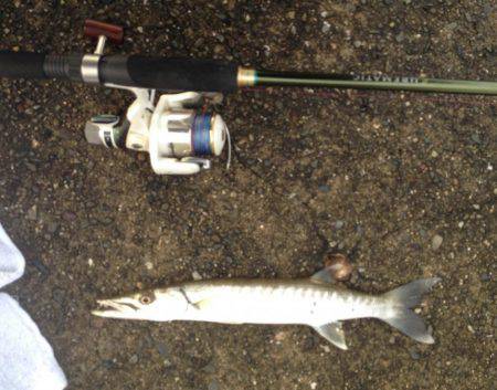 出勤前のカマス！