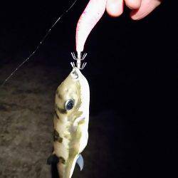 サーフエソング(>_<)