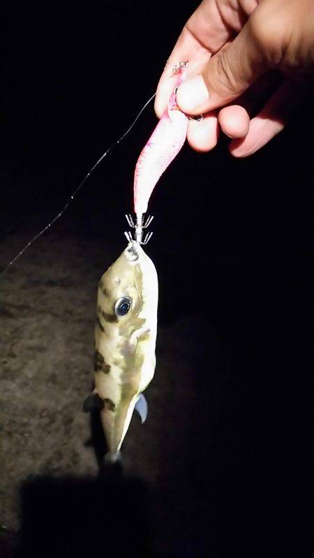 サーフエソング(>_<)