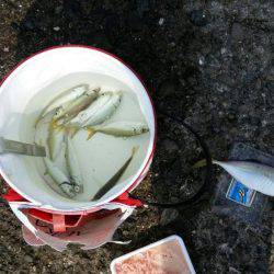 アジ、太刀魚GET！！