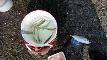 アジ、太刀魚GET！！