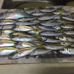 アジのたくさん