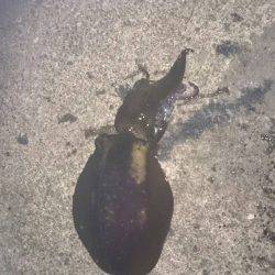 朝まずめ狙いで