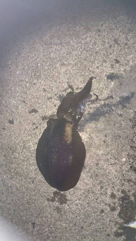 朝まずめ狙いで