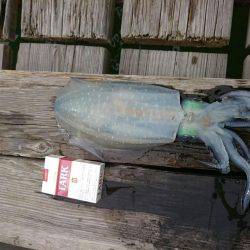 せっかく有給を取ってボートエギングのはずが・・・