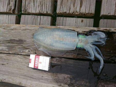 せっかく有給を取ってボートエギングのはずが・・・