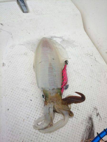 ボートエギングからのサゴシ狙い