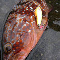 毛島初釣行！ヒラマサは出ず・・・