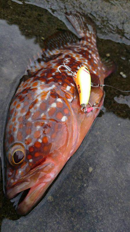 毛島初釣行！ヒラマサは出ず・・・