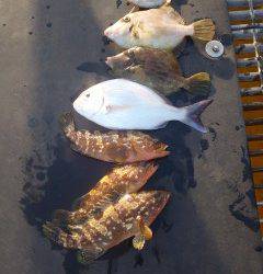 宮津海洋釣り場で良型カワハギ