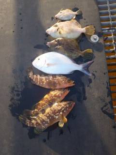 宮津海洋釣り場で良型カワハギ