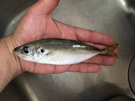 南港魚つり園でタチウオ＆プリプリのマアジ！…