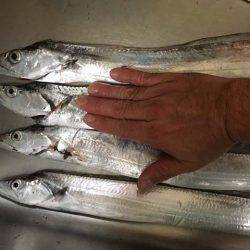 舞洲で良型アジとタチウオ