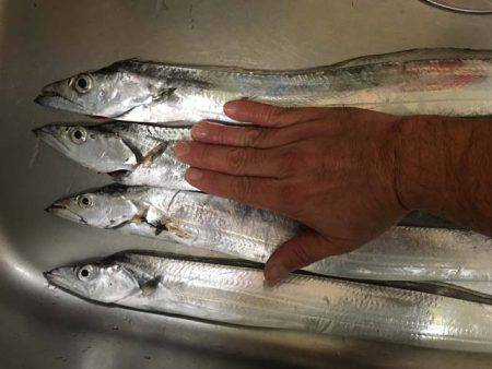 舞洲で良型アジとタチウオ