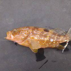 エビ型ワームでアコウ