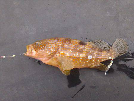 エビ型ワームでアコウ