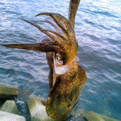 サイズダウン&ゲソカット！