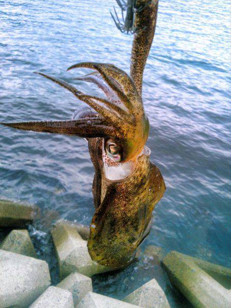 サイズダウン&ゲソカット！