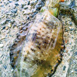 ぶちラッシュ♪