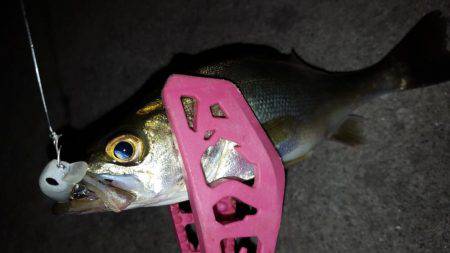 セイゴ釣れてます。