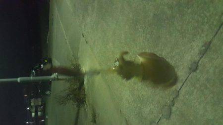 エギング開始5分でゲット