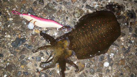 明け方前にエギング！