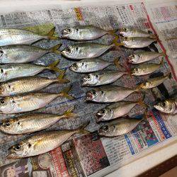 台風後、期待するが撃沈