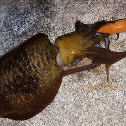 アオリイカ好調