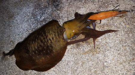 アオリイカ好調